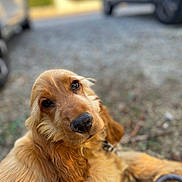 Cookie a rejoint le concours — aidez-le/la à gagner de superbes lots ! dog, golden_retriever, puppy, leash, outdoor, gravel, closeup, pet, animal, canine, fur, lying_down, brown, cute, face, portrait, looking_up, playful, collar, nature