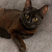 Aloha participe au concours pour gagner de l'argent avec cette photo : amber_eyes, animal, black_cat, blanket, cat, closeup, curious, cute, ear, feline, fur, indoor, looking_up, paw, pet, portrait, resting, sofa, soft_texture, whiskers