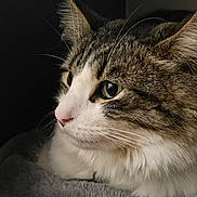 Remy is registered to the contest to win money with this photo: animal, black_background, calm, cat, close_up, ears, eyes, feline, fur, gray, indoor, nose, pet, portrait, resting, side_view, soft_texture, tabby, whiskers, white_fur