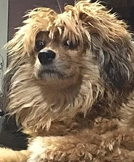 Icarus joined the competition — help win amazing prizes! ancient_dog_breeds, canidae, carnivore, cavachon, cavapoo, companion_dog, dog, dog_breed, dutch_smoushond, havanese, lowchen, maltepoo, mammal, poodle_crossbreed, rare_breed_dog, sporting_group, terrier, tibetan_terrier, toy_dog, vertebrate