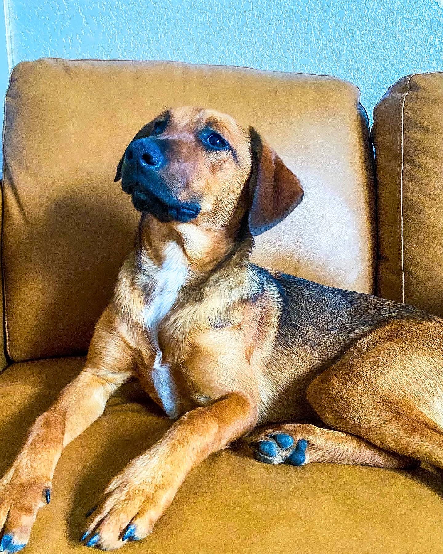 Trixie is registered to the contest to win money with this photo: canidae, carnivore, comfort, companion_dog, couch, dog, dog_breed, dog_collar, fawn, gun_dog, hound, hunting_dog, liver, metal, paw, pet_supply, snout, sporting_group, terrestrial_animal, working_animal