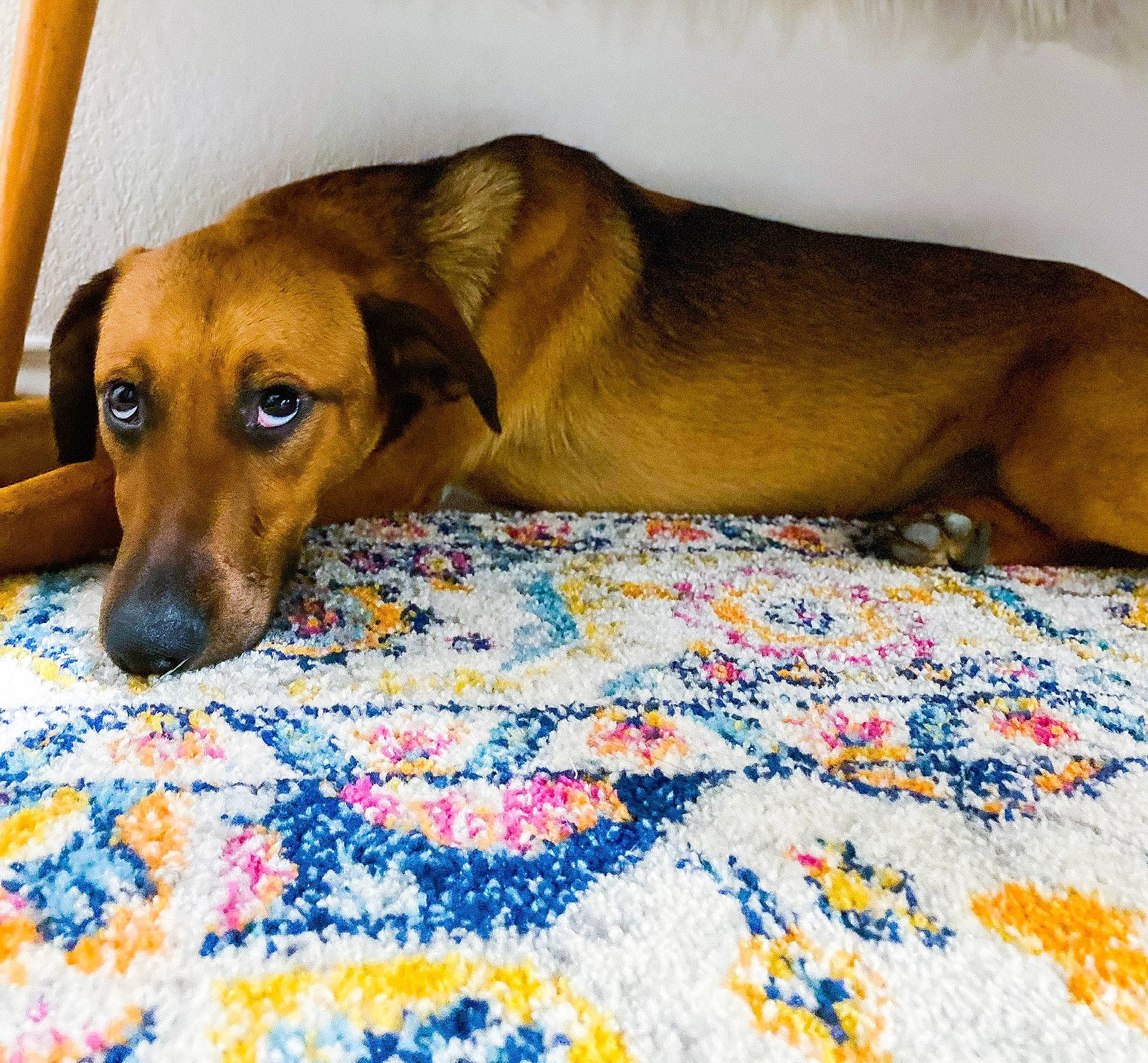 Trixie is registered to the contest to win money with this photo: canidae, carnivore, collar, comfort, companion_dog, dog, dog_breed, dog_supply, fawn, fur, linens, liver, paw, pet_supply, snout, sporting_group, terrestrial_animal, whiskers, working_animal