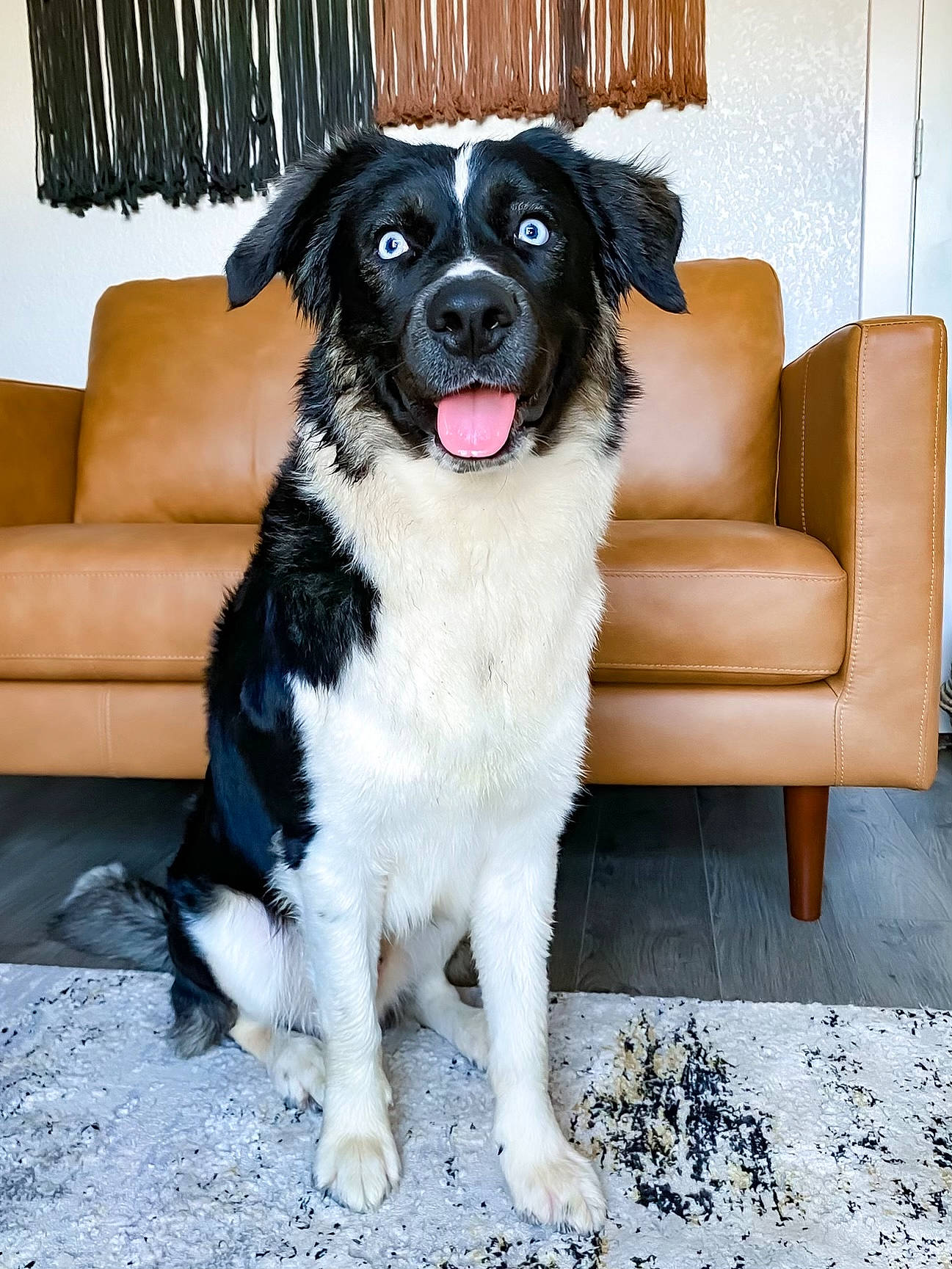 Blue joined the competition — help win amazing prizes! borador, canidae, carnivore, comfort, companion_dog, couch, dog, dog_breed, fur, guard_dog, living_room, rectangle, sleeper_chair, snout, sporting_group, studio_couch, throw_pillow, working_animal, working_dog