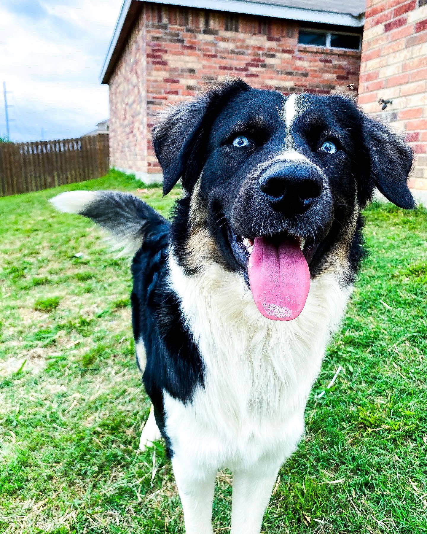 Blue is registered to the contest to win money with this photo: borador, border_collie, canidae, carnivore, cloud, companion_dog, dog, dog_breed, fence, grass, gun_dog, plant, puppy, sky, snout, sporting_group, swimming_pool, whiskers, working_animal, working_dog
