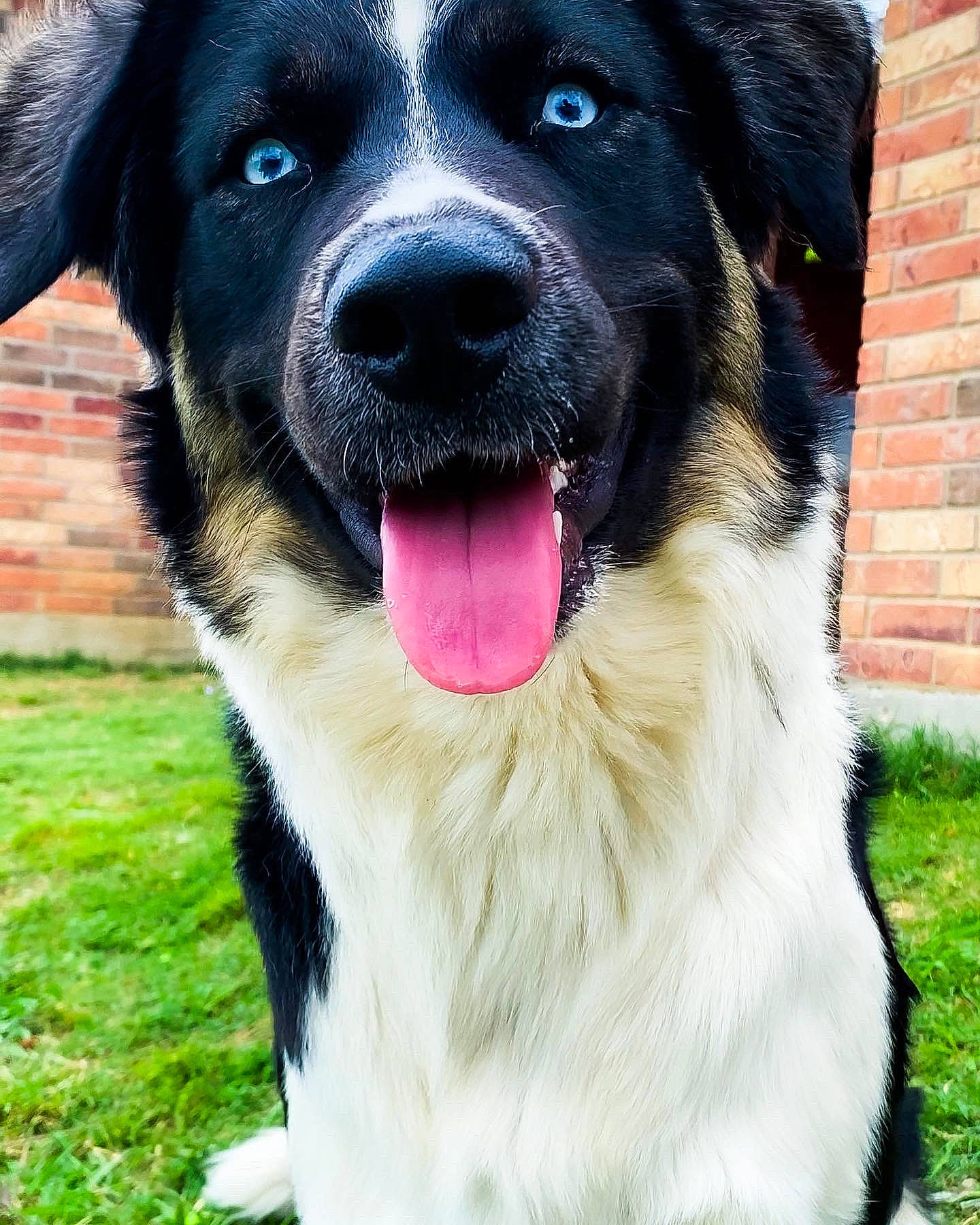 Blue is registered to the contest to win money with this photo: borador, canidae, carnivore, circle, collar, companion_dog, dog, dog_breed, dog_collar, fawn, fur, grass, guard_dog, pet_supply, plant, snout, sporting_group, whiskers, working_animal, working_dog