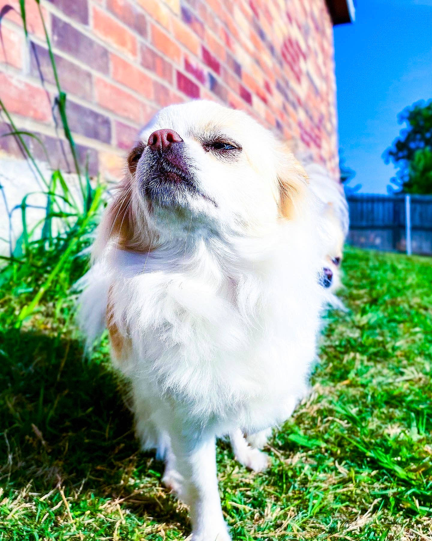 Taffy is registered to the contest to win money with this photo: brick, carnivore, collar, companion_dog, dog, dog_breed, eye, fawn, felidae, fur, grass, leash, plant, small_to_medium_sized_cats, snout, tail, terrestrial_animal, toy_dog, tree, whiskers