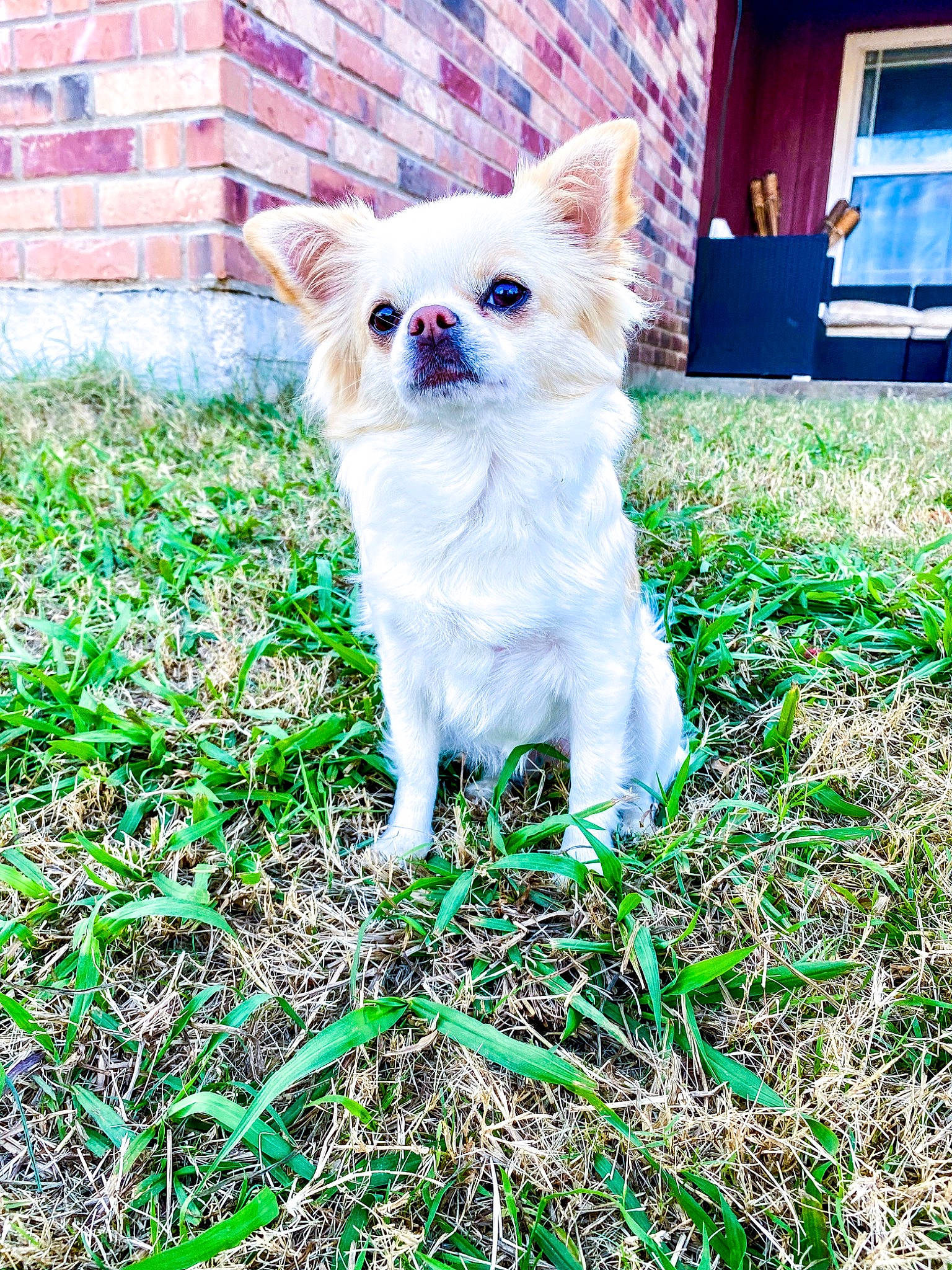 Taffy is registered to the contest to win money with this photo: blue, carnivore, companion_dog, dog, dog_breed, fawn, felidae, fur, grass, green, people_in_nature, plant, sporting_group, sunglasses, tail, terrestrial_animal, toy_dog, whiskers, window, yard
