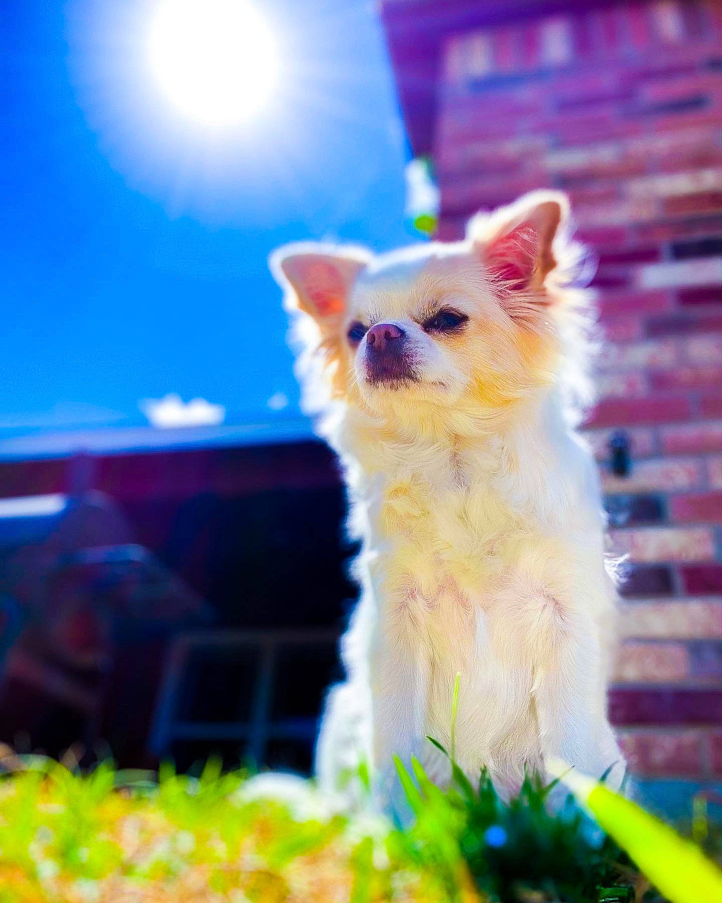 Taffy is registered to the contest to win money with this photo: art, blue, canidae, carnivore, cat, electric_blue, fawn, felidae, fur, grass, magenta, plant, sky, small_to_medium_sized_cats, snout, tail, terrestrial_animal, whiskers, wildlife