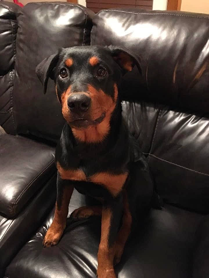 Ziva is registered to the contest to win money with this photo: canidae, carnivore, comfort, companion_dog, couch, dog, dog_breed, ear, fur, furniture, guard_dog, sitting, sleeper_chair, snout, sporting_group, studio_couch, toy_dog, whiskers, working_animal, working_dog