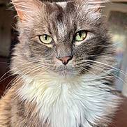 Milo is registered to the contest to win money with this photo: cat, fluffy, green_eyes, indoor, close_up, portrait, feline, whiskers, soft_fur, brown_fur, white_chest, pet, animal, focused, cute, domestic_cat, alert, ears, long_hair, face