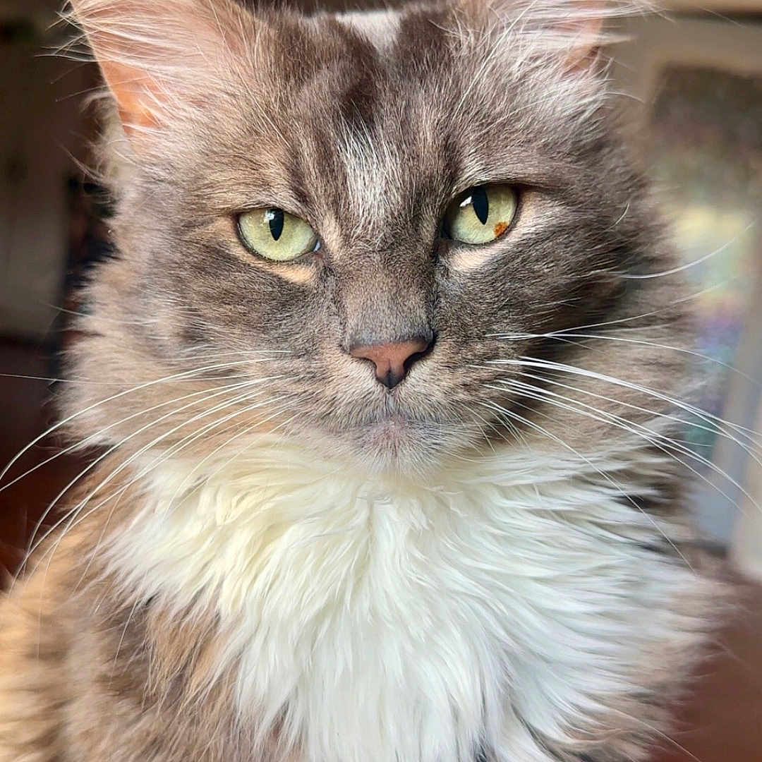 Milo