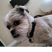 Roper joined the competition — help win amazing prizes! dog, small_dog, close_up, indoor, collar, pet, fur, beige_wall, television, curious, household, floor, scruffy, looking_away, animal, companion, domestic, cute, portrait, muzzle