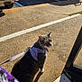 cat, purple_harness, leash, concrete, sunlight, shadow, outdoor, pet, animal, walking, curious, alert, feline, side_view, pavement, daytime, street, closeup, domestic_cat, looking_back
