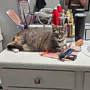 Tiki joined the competition — help win amazing prizes! cat, gray_cat, tabby_cat, makeup_brushes, makeup, bathroom_counter, vanity, cosmetics, brushes, mirror, hair_products, container, towel, sink, toiletries, relaxed, pet, feline, household, indoor