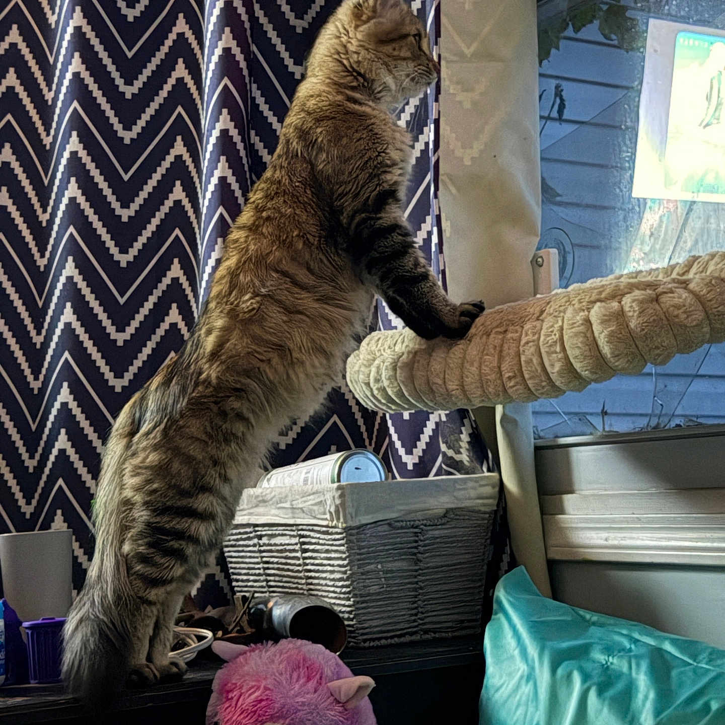Rin is registered to the contest to win money with this photo: cat, tabby, indoor, window, curtains, zigzag_pattern, cat_perch, wicker_basket, plush_toy, pink_alpaca, furniture, curious, standing, pet, cozy, houseplant, cushion, home, animal, looking_out_window