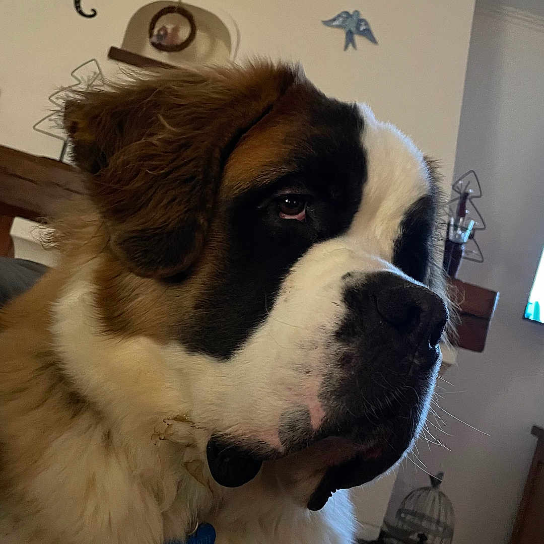 Victor participe au concours pour gagner de l'argent avec cette photo : animal, bird_wall_art, black, brown, cage, calm, closeup, collar, decor, dog, fluffy, furniture, indoor, pet, portrait, saint_bernard, table, tag, white, wood