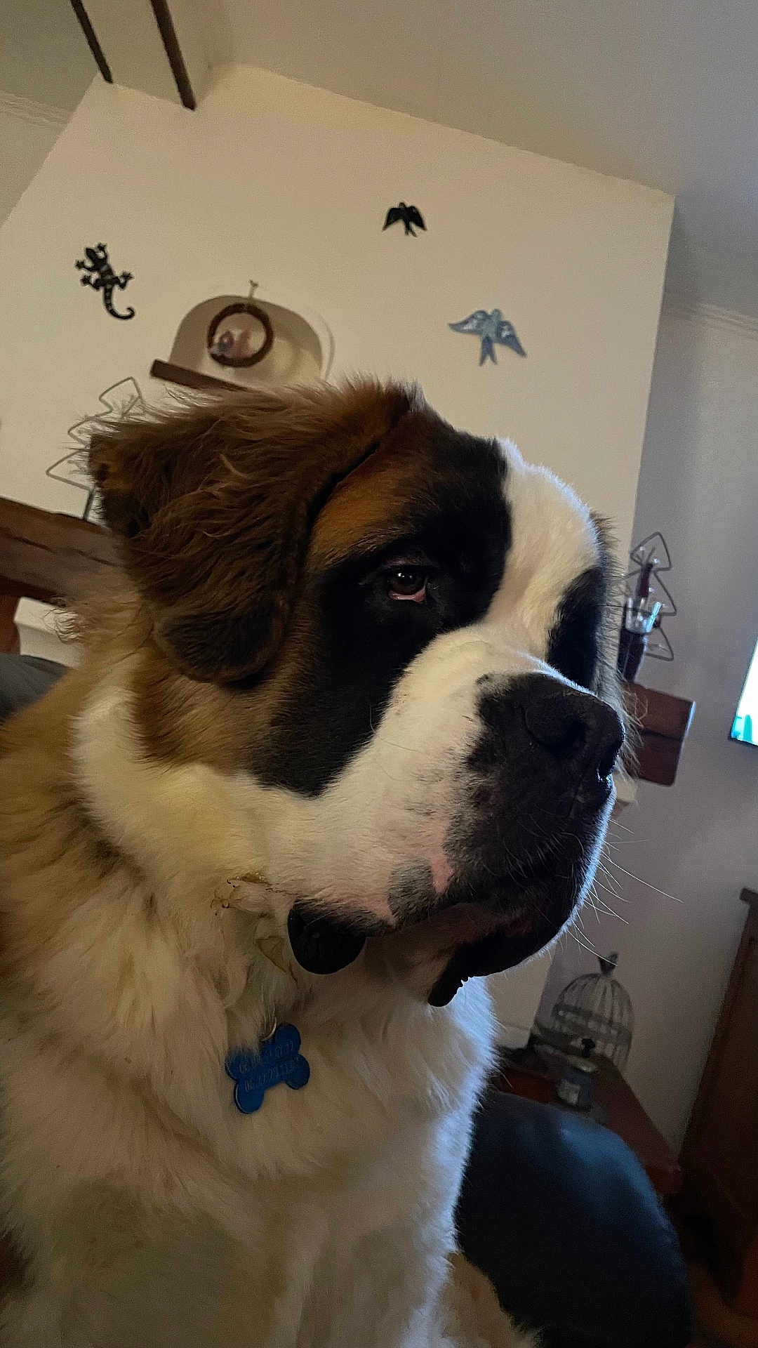 Victor participe au concours pour gagner de l'argent avec cette photo : dog, saint_bernard, pet, indoor, fluffy, closeup, portrait, brown, white, black, collar, tag, furniture, decor, bird_wall_art, cage, wood, table, calm, animal