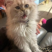 Lilo participe au concours pour gagner de l'argent avec cette photo : animal, bell, blanket, cat, collar, cute, domestic_animal, feline, fluffy, fur, hand, indoor, kitten, mammal, open_mouth, pet, sofa, whiskers, wide_eyes, young