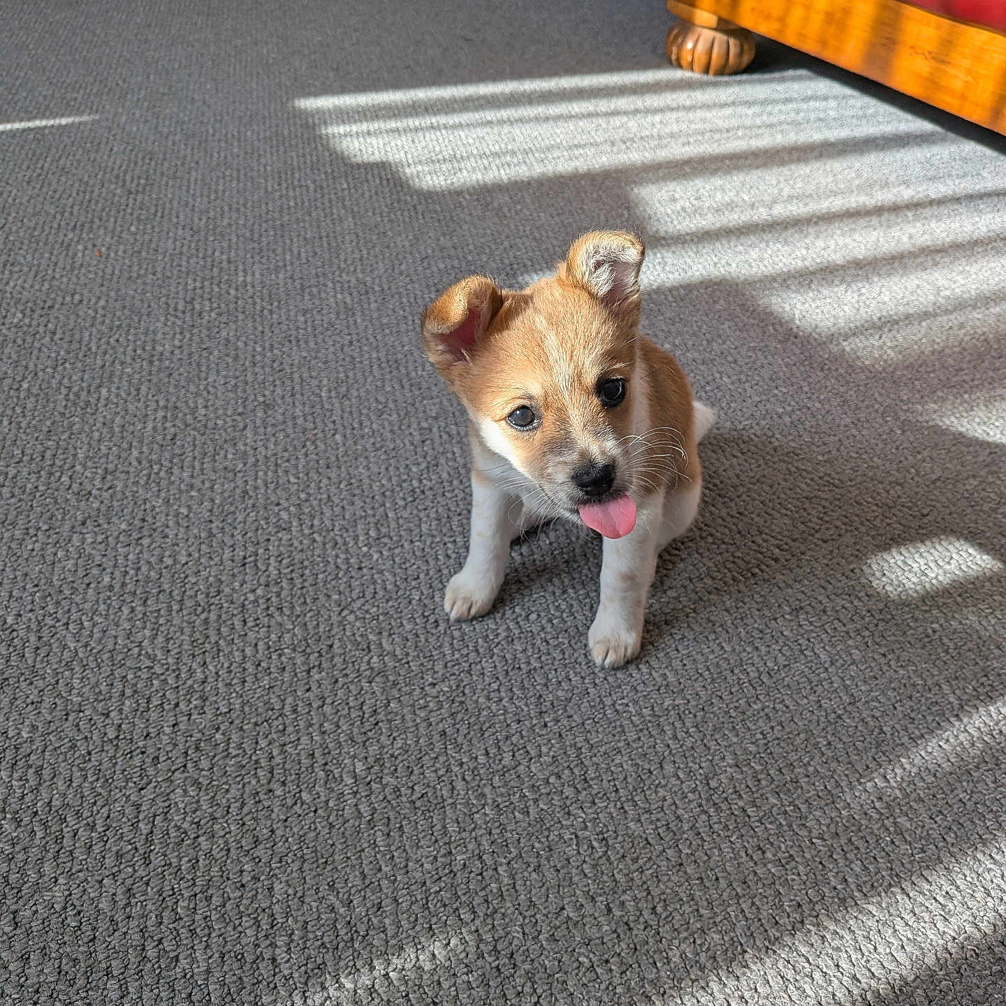 Bailey is registered to the contest to win money with this photo: accessories, animal, architecture, box, building, canine, cockerspaniel, couch, dog, furniture, hound, husky, indoors, interiordesign, leash, papillon, pet, puppy, strap, terrier