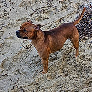 Tyron participe au concours pour gagner de l'argent avec cette photo : alert, animal, background, beach, brown_dog, canine, daylight, dog, ears, footprints, fur, nature, outdoor, pet, quiet, sand, seaweed, snout, standing, tail