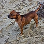 alert, animal, background, beach, brown_dog, canine, daylight, dog, ears, footprints, fur, nature, outdoor, pet, quiet, sand, seaweed, snout, standing, tail