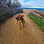 Tyron participe au concours pour gagner de l'argent avec cette photo : alert, brown_dog, clouds, coast, daytime, dog, fence, green_plants, landscape, leafless_trees, nature, ocean, outdoor, path, rocks, sand, scenery, sky, standing, trees