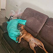 Tyron participe au concours pour gagner de l'argent avec cette photo : dog, brown_dog, couch, pillow, living_room, tile_floor, relaxed, pet, indoor, furniture, canine, resting, laying_down, houseplant, decor, home, animal, domestic_animal, comfort, cozy