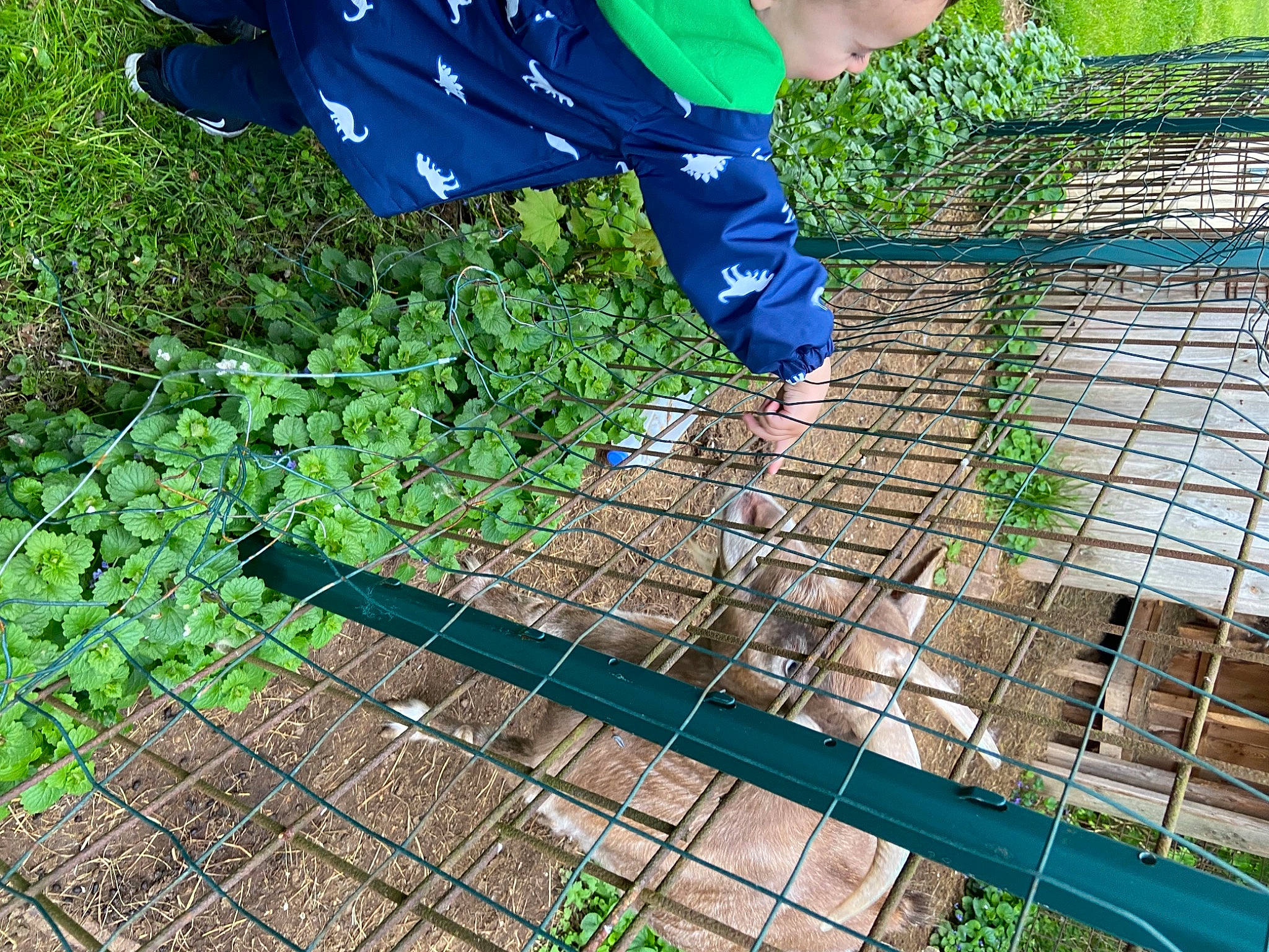 Louis is registered to the contest to win money with this photo: blue, denim, electric_blue, flooring, foot, grass, green, groundcover, human_leg, lawn, leg, leisure, mesh, net, people_in_nature, person, plant, roof, soil, thigh