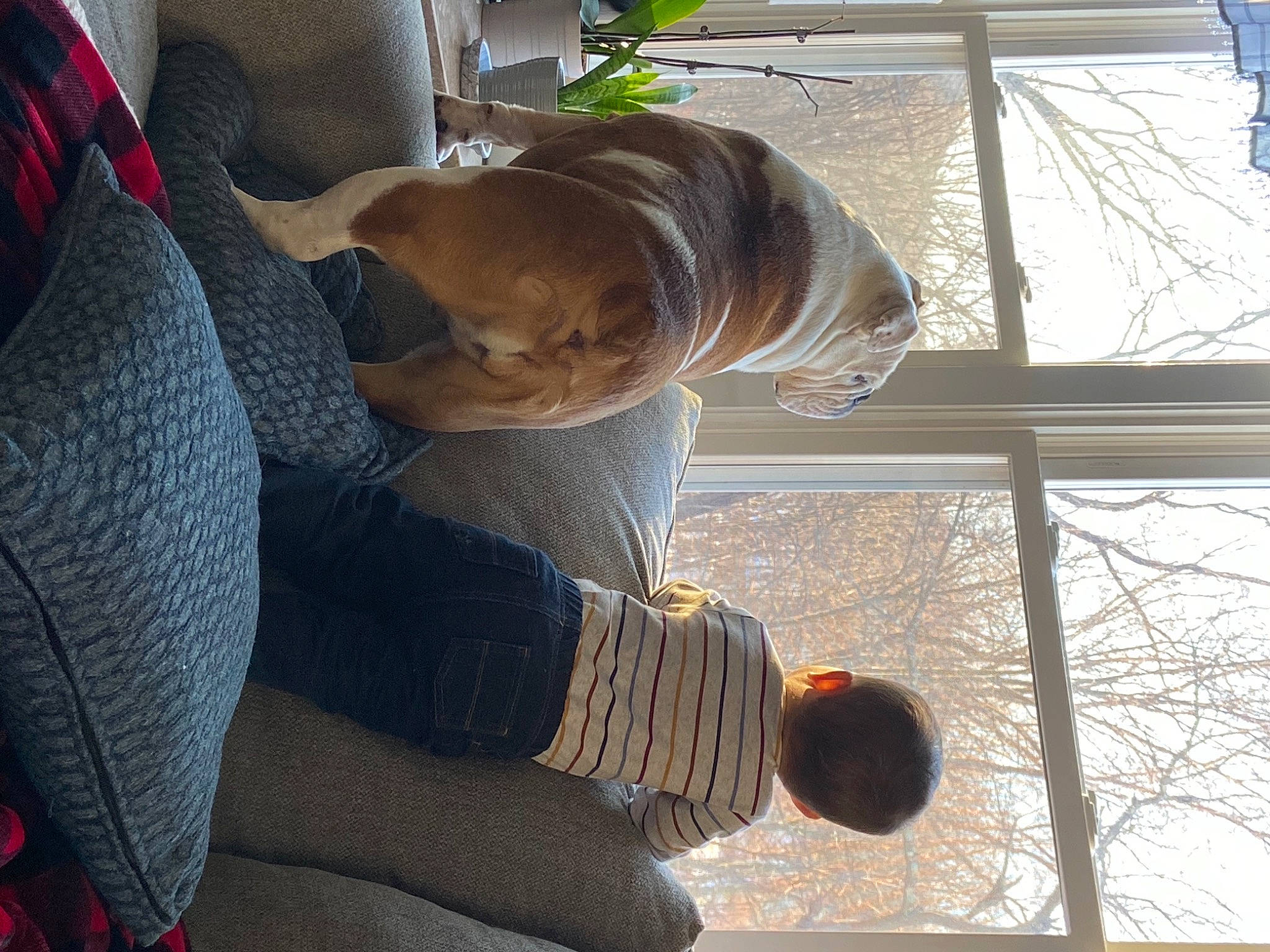 Louis joined the competition — help win amazing prizes! canidae, car_seat, carnivore, comfort, companion_dog, dog, dog_breed, elbow, eyewear, fawn, fur, human_leg, liver, sporting_group, tail, tints_and_shades, tree, vehicle_door, window, wood