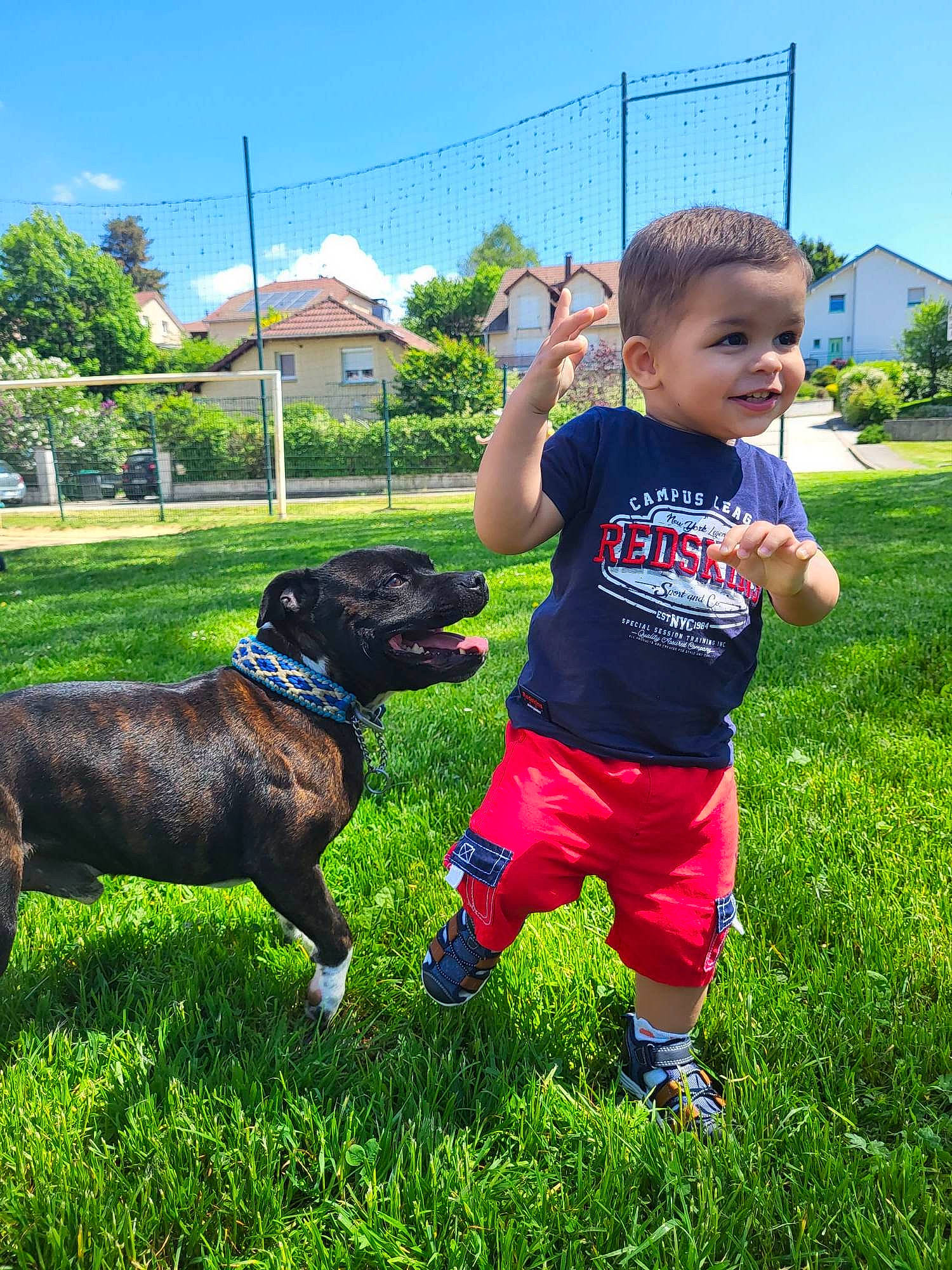 Zackary participe au concours pour gagner de l'argent avec cette photo : canidae, carnivore, companion_dog, dog, dog_breed, fawn, fence, fun, grass, grassland, happy, joy, leisure, people_in_nature, person, plant, shorts, sky, t_shirt, toddler