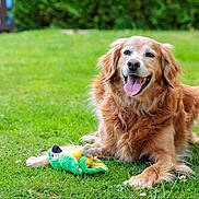 Irina a rejoint le concours — aidez-le/la à gagner de superbes lots ! animal, canine, dog, fur, garden, golden_retriever, grass, greenery, happy, lying_down, mammal, nature, outdoor, parrot_toy, pet, playful, smiling, summer, tongue_out, toy
