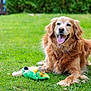 animal, canine, dog, fur, garden, golden_retriever, grass, greenery, happy, lying_down, mammal, nature, outdoor, parrot_toy, pet, playful, smiling, summer, tongue_out, toy
