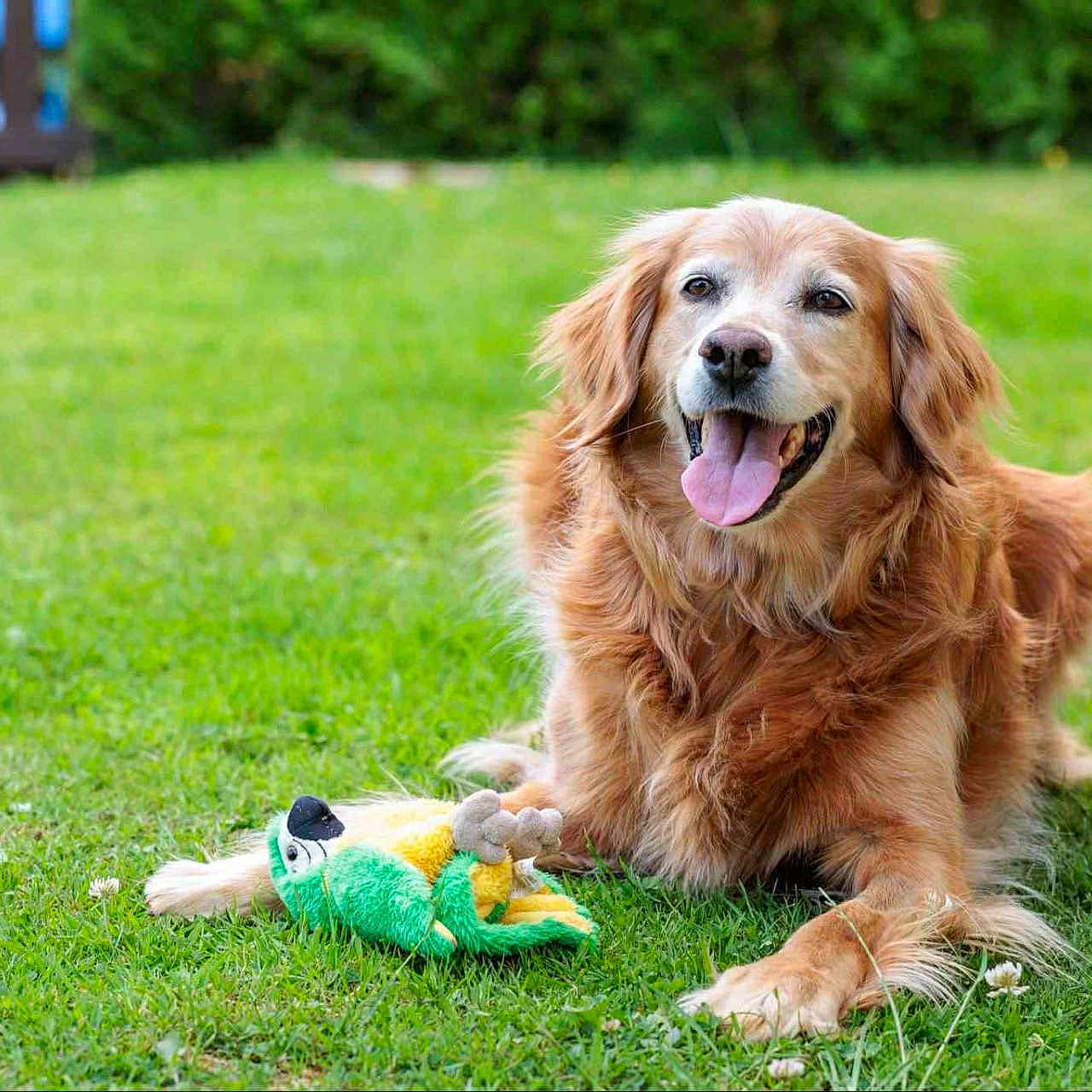Irina a rejoint le concours — aidez-le/la à gagner de superbes lots ! animal, canine, dog, fur, garden, golden_retriever, grass, greenery, happy, lying_down, mammal, nature, outdoor, parrot_toy, pet, playful, smiling, summer, tongue_out, toy