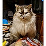animal, bread, cat, closeup, curious, domestic, fluffy, food, fur, furniture, gray, household, indoor, kitchen, pet, plastic_bag, sitting, table, tablecloth, white