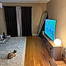 Sapphire is registered to the contest to win money with this photo: cat, siamese_cat, living_room, rug, wood_floor, television, lamp, mirror, cardboard_box, curtains, furniture, plant, glass_table, toy, indoor, cozy, modern, decor, light, flooring