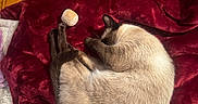 Sapphire is registered to the contest to win money with this photo: cat, siamese_cat, sleeping, curl_up, red_blanket, toy_ball, wood_floor, parquet, indoor, pet, fur, cozy, resting, animal, whiskers, paw, relaxation, domestic, cute, nap