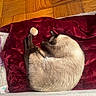 cat, siamese_cat, sleeping, curl_up, red_blanket, toy_ball, wood_floor, parquet, indoor, pet, fur, cozy, resting, animal, whiskers, paw, relaxation, domestic, cute, nap