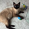 Sapphire joined the competition — help win amazing prizes! cat, siamese_cat, blue_eyes, toy, feathers, carpet, pet, animal, indoor, playing, paw, fur, whiskers, relaxed, cute, mammal, domestic, feline, resting, looking
