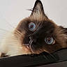 Rubis participe au concours pour gagner de l'argent avec cette photo : animal, black_surface, blue_eyes, cat, close_up, curious, cute, domestic_cat, ears, expression, feline, fur, head, indoor, pet, portrait, resting, siamese_cat, soft_light, whiskers