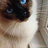animal, blue_eyes, cat, closeup, curious, cute, domestic_cat, feline, fluffy, fur, indoor, looking_up, natural_light, pet, portrait, sitting, soft_light, whiskers, window, windowsill