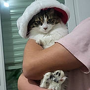 Neige a rejoint le concours — aidez-le/la à gagner de superbes lots ! animal, arm, calm, cat, cozy, cute, fluffy, fur, hat, holding, indoor, paws, person, pet, pink, portrait, red, shirt, white, window