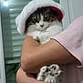 animal, arm, calm, cat, cozy, cute, fluffy, fur, hat, holding, indoor, paws, person, pet, pink, portrait, red, shirt, white, window