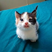 Baby is registered to the contest to win money with this photo: adorable, animal, bed, blanket, calico, cat, curious, cute, ears, feline, fur, indoor, kitten, looking_up, pet, small, teal, tongue_out, whiskers, young
