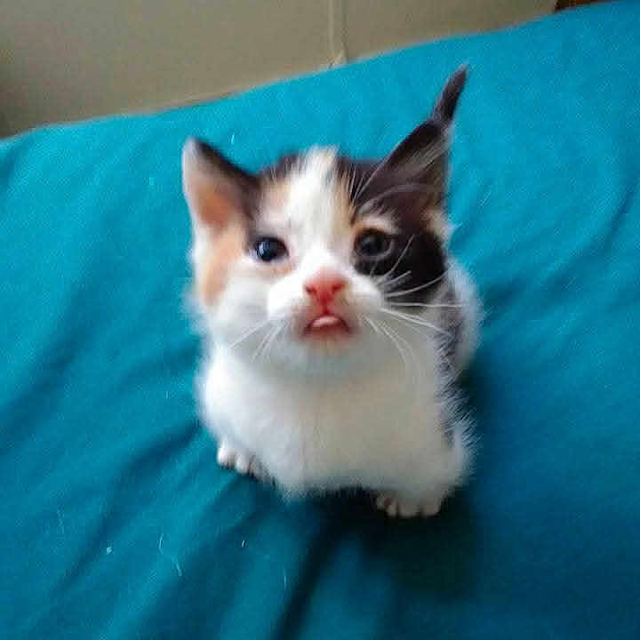 Baby