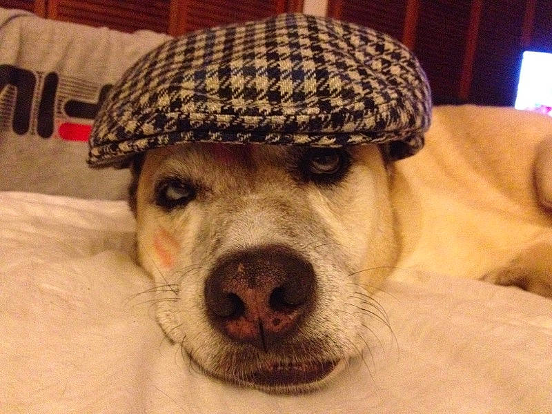 Rocco joined the competition — help win amazing prizes! audio_equipment, cap, carnivore, comfort, companion_dog, dog, dog_breed, ear, eyewear, facial_hair, fawn, fur, knit_cap, selfie, sitting, snout, sporting_group, terrestrial_animal, toy_dog, whiskers