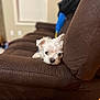 dog, white_dog, puppy, couch, brown_couch, indoor, pet, relaxed, fur, small_dog, laying_down, cozy, home, living_room, close_up, cute, sleepy, animal, companion, furniture