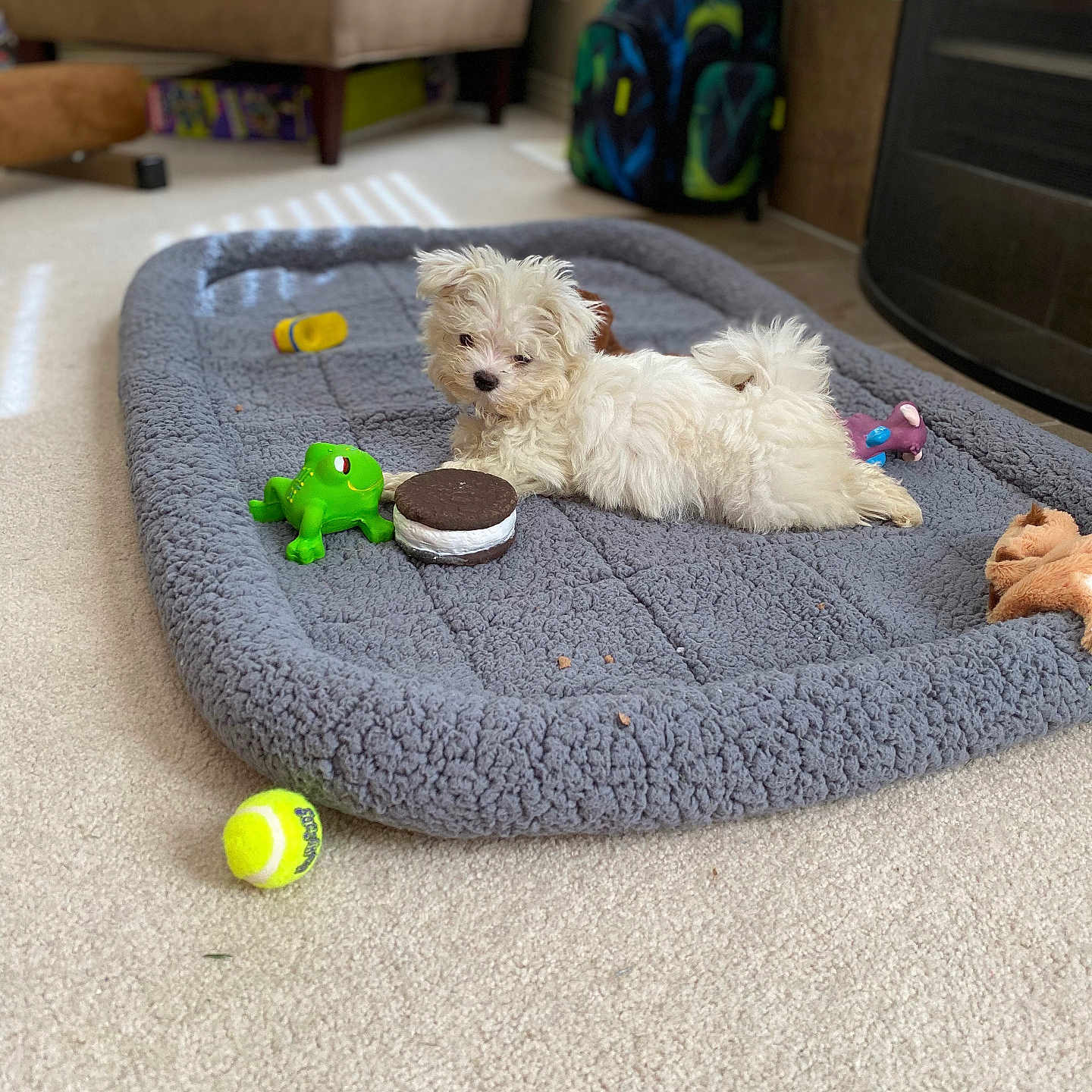 Luna joined the competition — help win amazing prizes! backpack, carpet, chair, cozy, cute, dog, floor, fluffy, frog_toy, home, indoor, living_room, pet_bed, plush_toy, puppy, relaxed, small_dog, tennis_ball, toy, white_dog