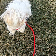 Luna joined the competition — help win amazing prizes! dog, white_dog, fluffy, leash, red_leash, grass, outdoor, pet, canine, small_dog, fur, nature, animal, walking, daylight, field, cute, domestic_animal, playful, side_view
