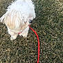 dog, white_dog, fluffy, leash, red_leash, grass, outdoor, pet, canine, small_dog, fur, nature, animal, walking, daylight, field, cute, domestic_animal, playful, side_view