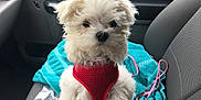 Luna is registered to the contest to win money with this photo: puppy, dog, white, fluffy, red_harness, car_interior, car_seat, towel, pet, cute, small_dog, leash, indoor, adorable, animal, fur, sitting, young_dog, vehicle, companion